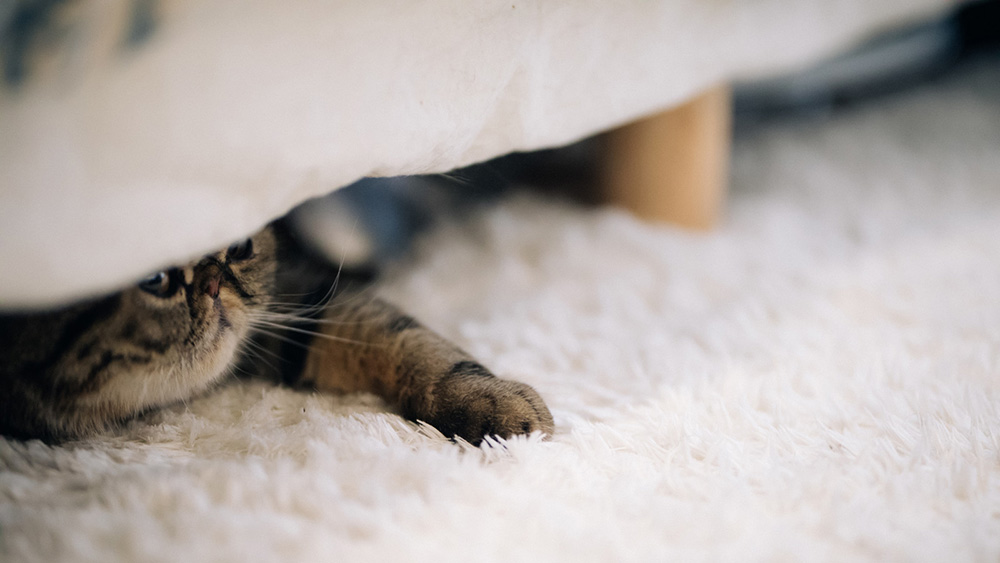 cat-under-the-bed